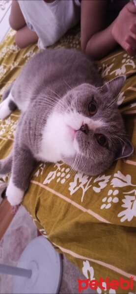 British Shorthair, Kedi  Paşa fotoğrafı