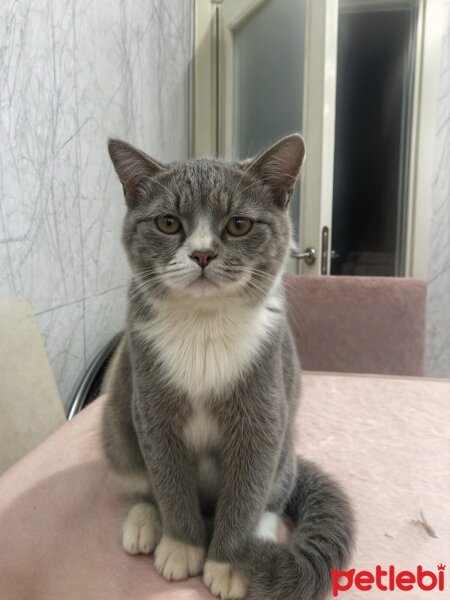 British Shorthair, Kedi  Paşa fotoğrafı