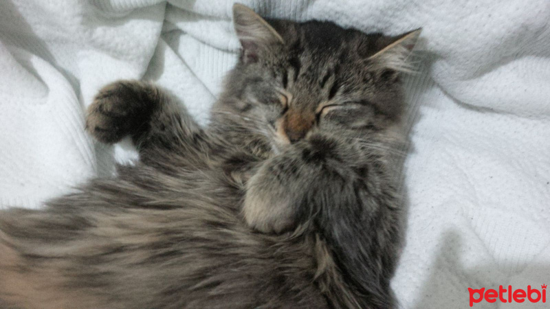 Norwegian Forest, Kedi  Bella fotoğrafı