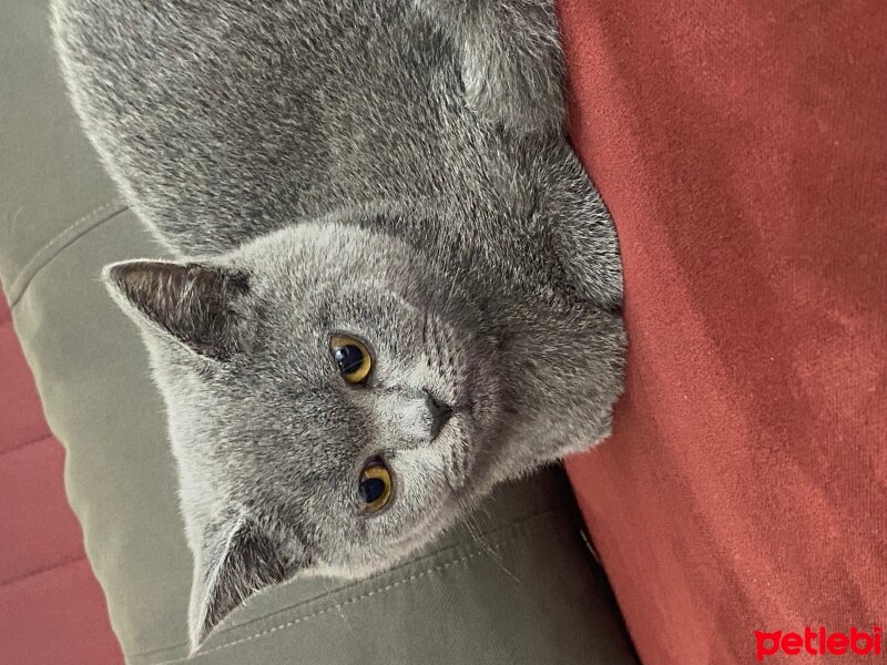 British Shorthair, Kedi  Balım fotoğrafı