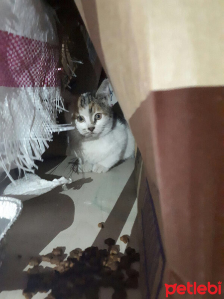 Tekir Kedi, Kedi  Patik fotoğrafı