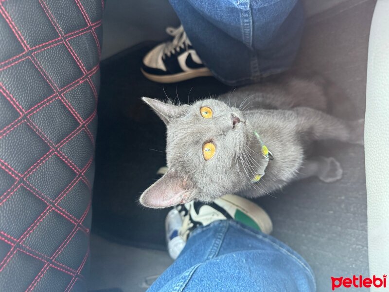 British Shorthair, Kedi  Duman fotoğrafı