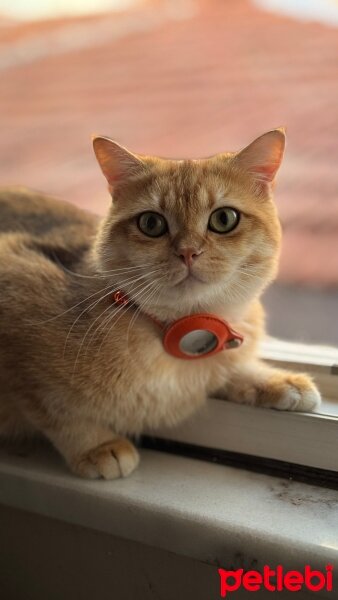 British Shorthair, Kedi  Bobi fotoğrafı