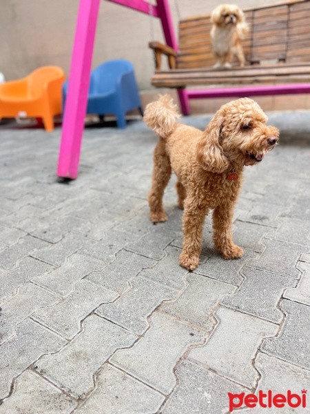 Poodle(Standart Kaniş), Köpek  findik fotoğrafı