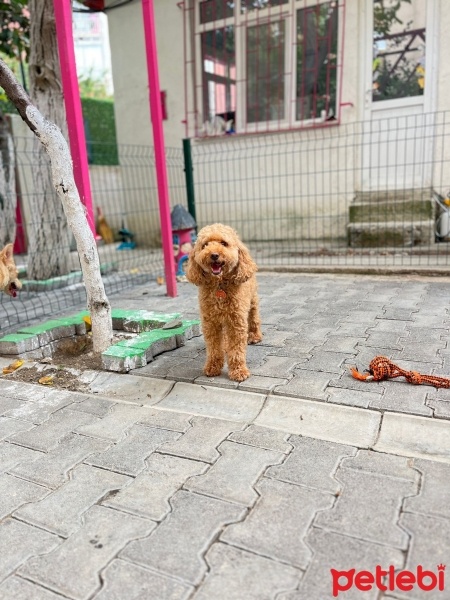 Poodle(Standart Kaniş), Köpek  findik fotoğrafı
