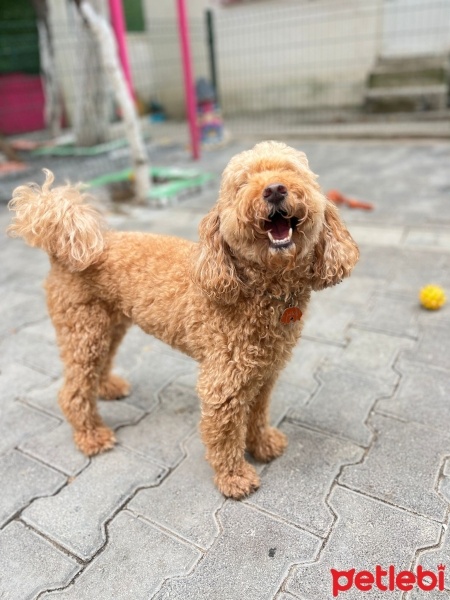 Poodle(Standart Kaniş), Köpek  findik fotoğrafı