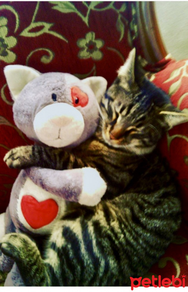 Tekir Kedi, Kedi  Pikaçu fotoğrafı