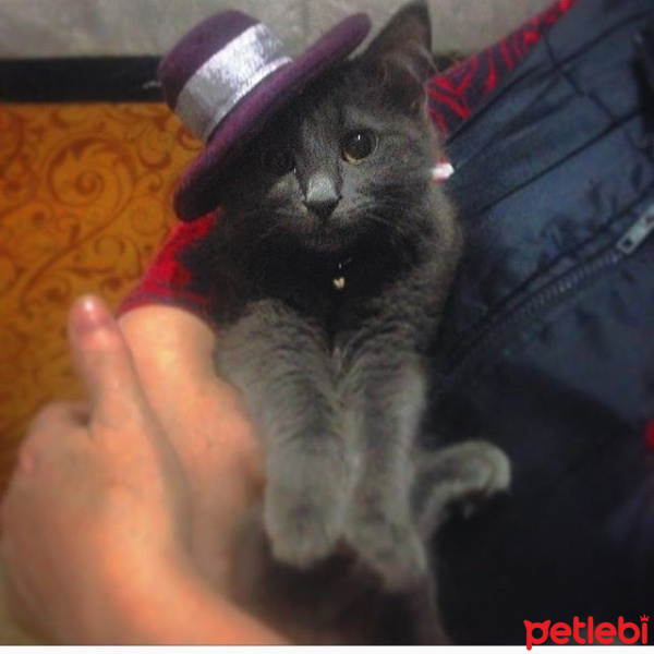 Tekir Kedi, Kedi  Pikaçu fotoğrafı