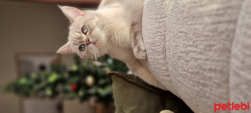 British Shorthair, Kedi  lily fotoğrafı