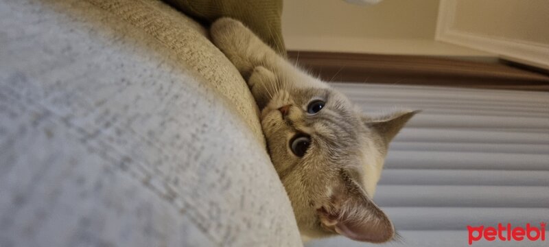 British Shorthair, Kedi  lily fotoğrafı