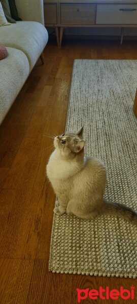 British Shorthair, Kedi  lily fotoğrafı