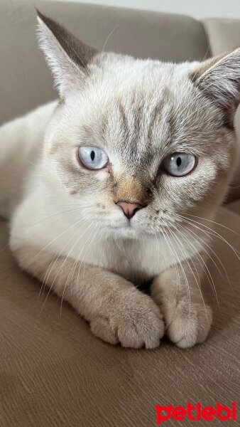 British Shorthair, Kedi  Badem fotoğrafı