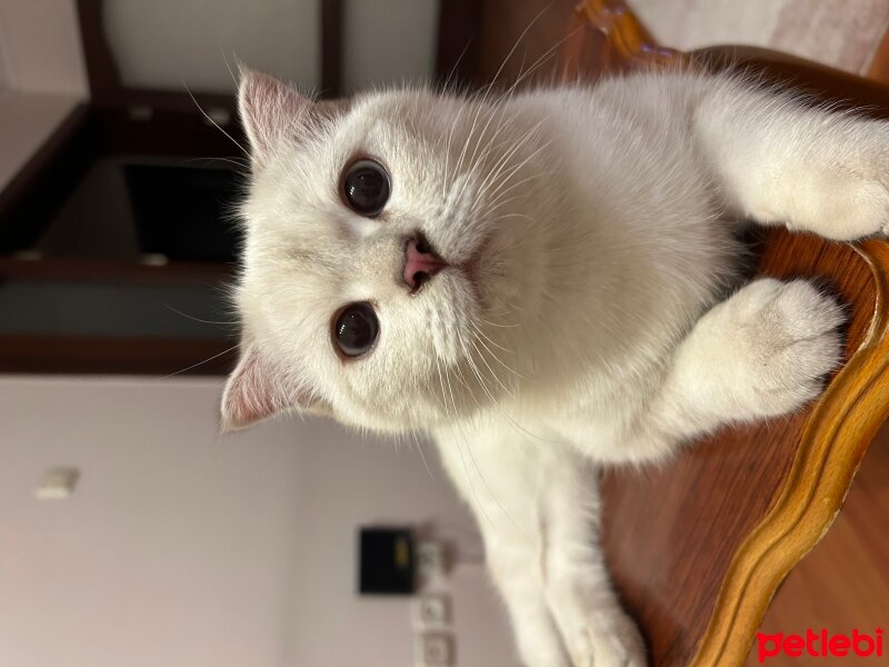 Scottish Fold, Kedi  Şans fotoğrafı