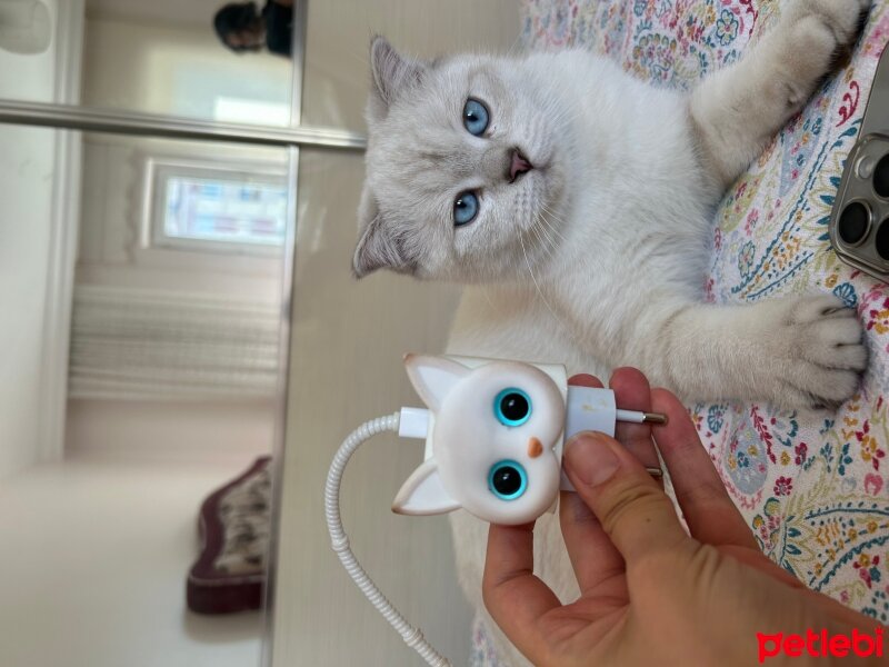 Scottish Fold, Kedi  Şans fotoğrafı