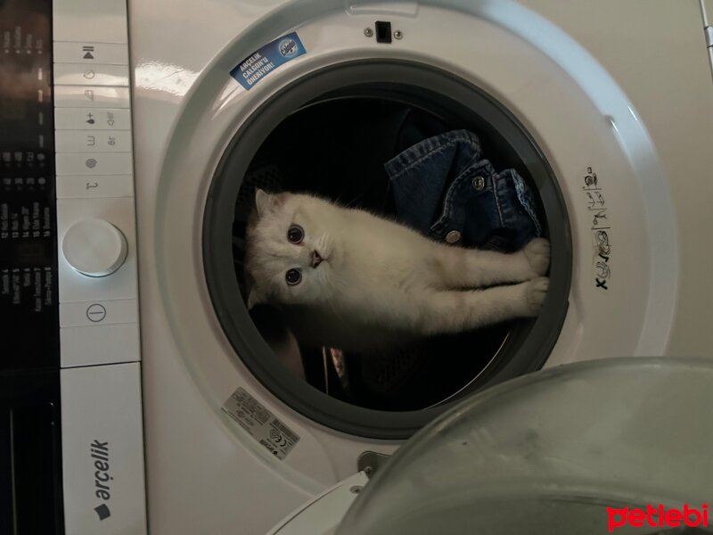 Scottish Fold, Kedi  Şans fotoğrafı