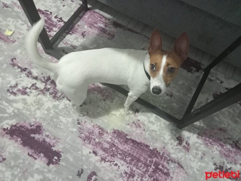 Jack Russell Terrier, Köpek  Şila fotoğrafı