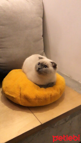 Scottish Fold, Kedi  Tarçın fotoğrafı