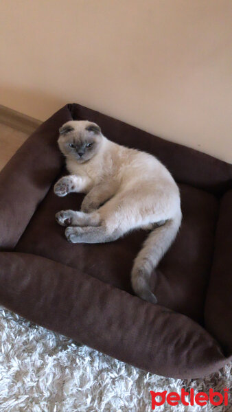 Scottish Fold, Kedi  Tarçın fotoğrafı