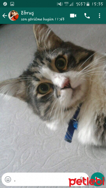 Tekir Kedi, Kedi  Boncuk  fotoğrafı