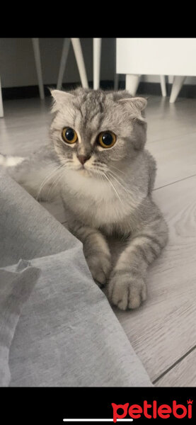 Scottish Fold, Kedi  Lina fotoğrafı