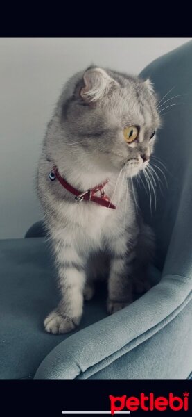 Scottish Fold, Kedi  Lina fotoğrafı