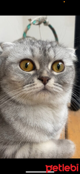 Scottish Fold, Kedi  Lina fotoğrafı