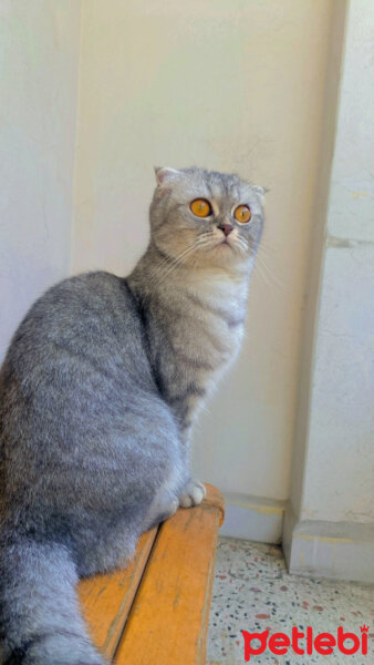 Scottish Fold, Kedi  Lina fotoğrafı