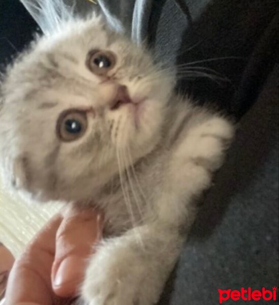 Scottish Fold, Kedi  Lina fotoğrafı