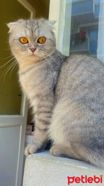 Scottish Fold, Kedi  Lina fotoğrafı