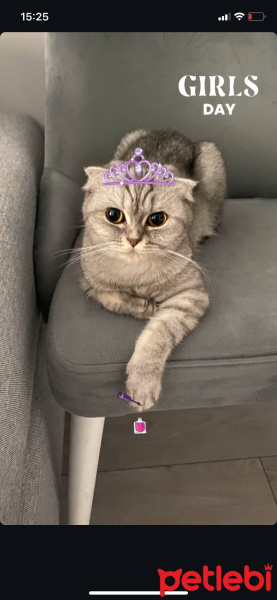 Scottish Fold, Kedi  Lina fotoğrafı