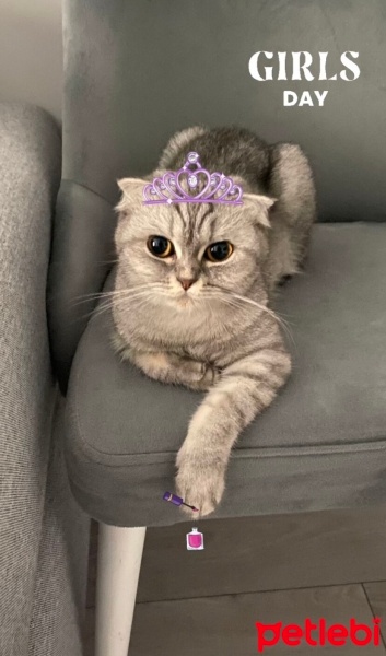 Scottish Fold, Kedi  Lina fotoğrafı