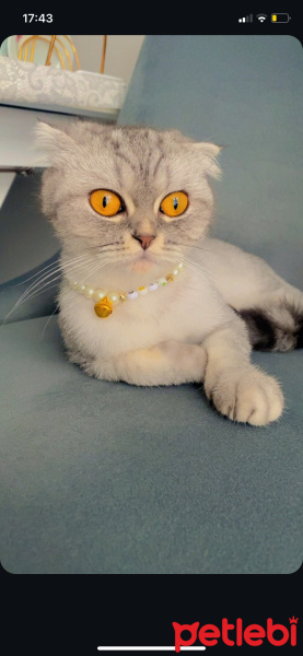 Scottish Fold, Kedi  Lina fotoğrafı