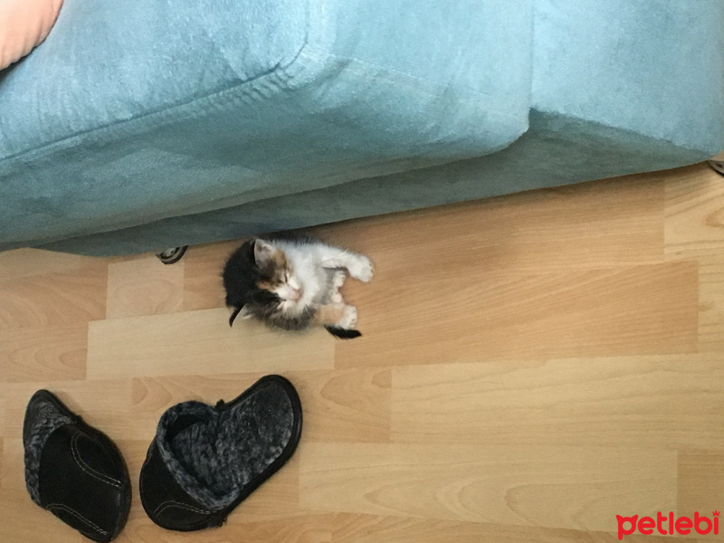 Tekir Kedi, Kedi  Minik fotoğrafı