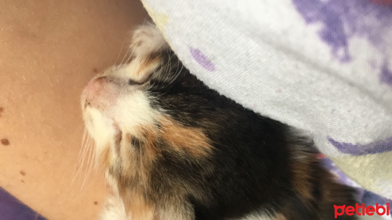 Tekir Kedi, Kedi  Minik fotoğrafı