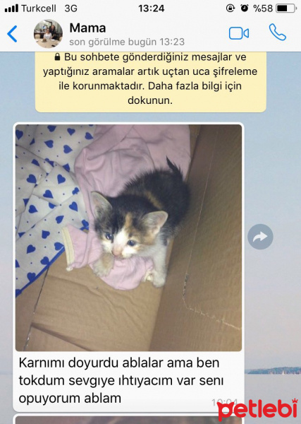 Tekir Kedi, Kedi  Minik fotoğrafı