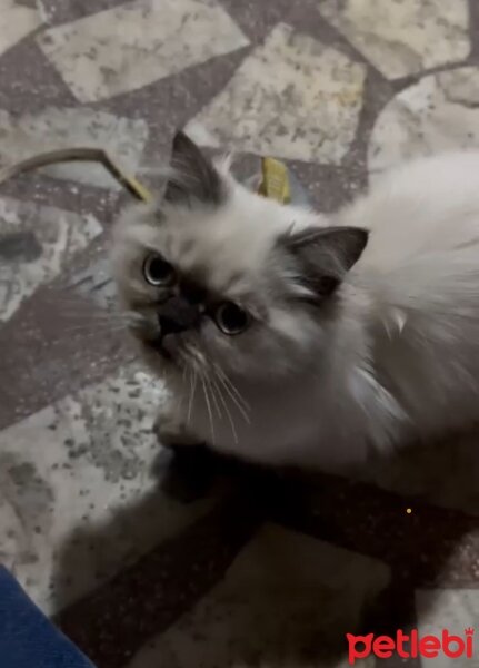 British Longhair, Kedi  PERA fotoğrafı