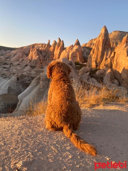 Poodle(Standart Kaniş), Köpek  Oscar fotoğrafı