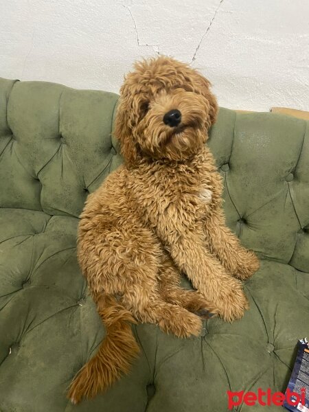 Poodle(Standart Kaniş), Köpek  Oscar fotoğrafı