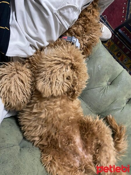 Poodle(Standart Kaniş), Köpek  Oscar fotoğrafı