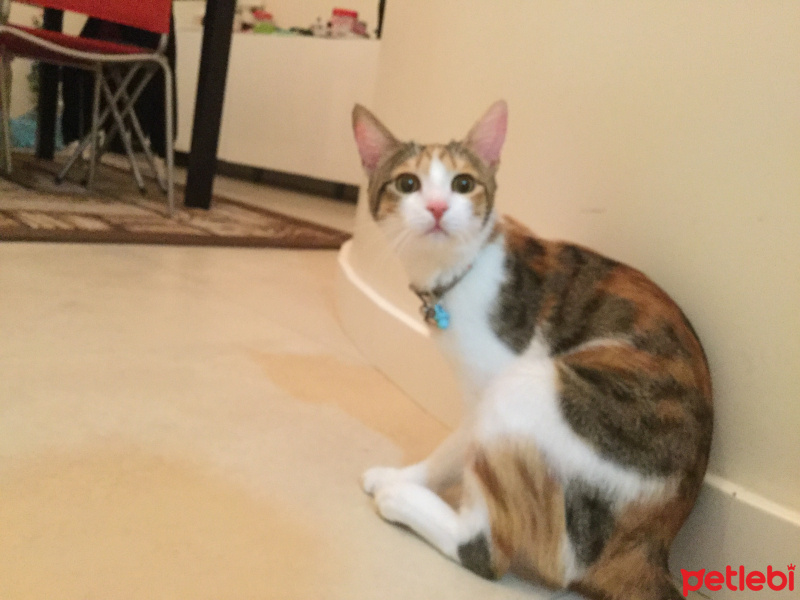 Tekir Kedi, Kedi  Ananas fotoğrafı