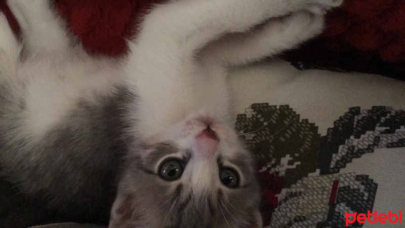 Tekir Kedi, Kedi  Tommy  fotoğrafı