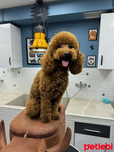 Poodle(Standart Kaniş), Köpek  Alex fotoğrafı