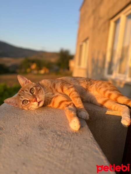 Tekir Kedi, Kedi  Behlül fotoğrafı