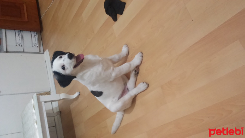 Border Collie, Köpek  pascal fotoğrafı