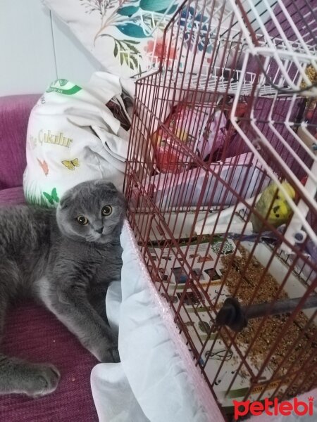 Scottish Fold, Kedi  Misha fotoğrafı