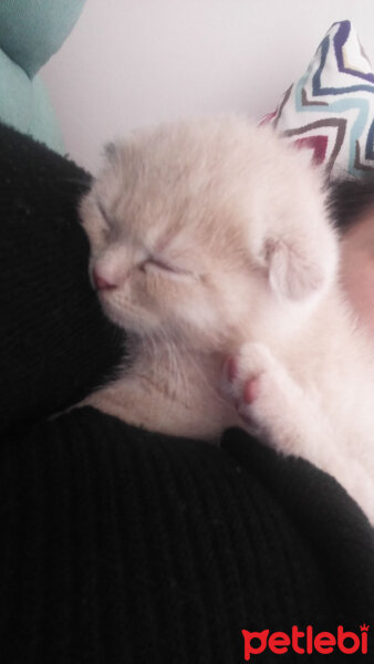 Scottish Fold, Kedi  Çakıl fotoğrafı