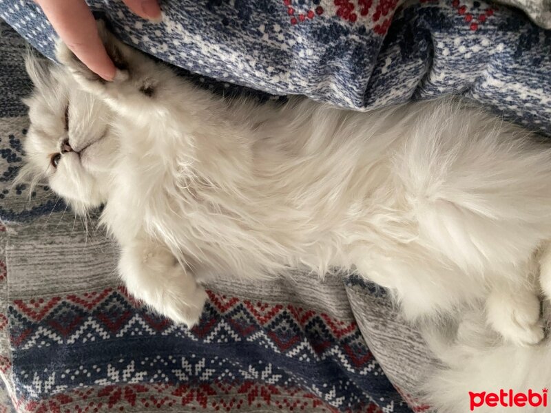 British Longhair, Kedi  Lily fotoğrafı