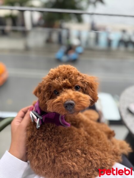 Poodle (Minyatür Kaniş), Köpek  Pingo fotoğrafı