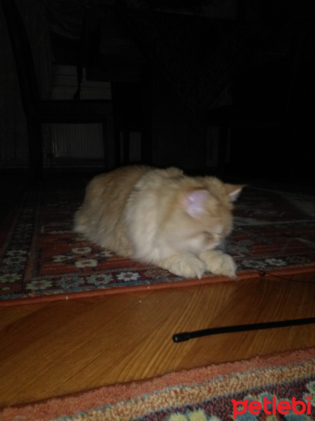 İran Kedisi (Persian), Kedi  Pati fotoğrafı