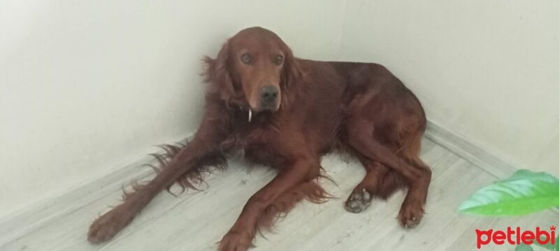 İrlandalı Setter, Köpek  Lancelot fotoğrafı